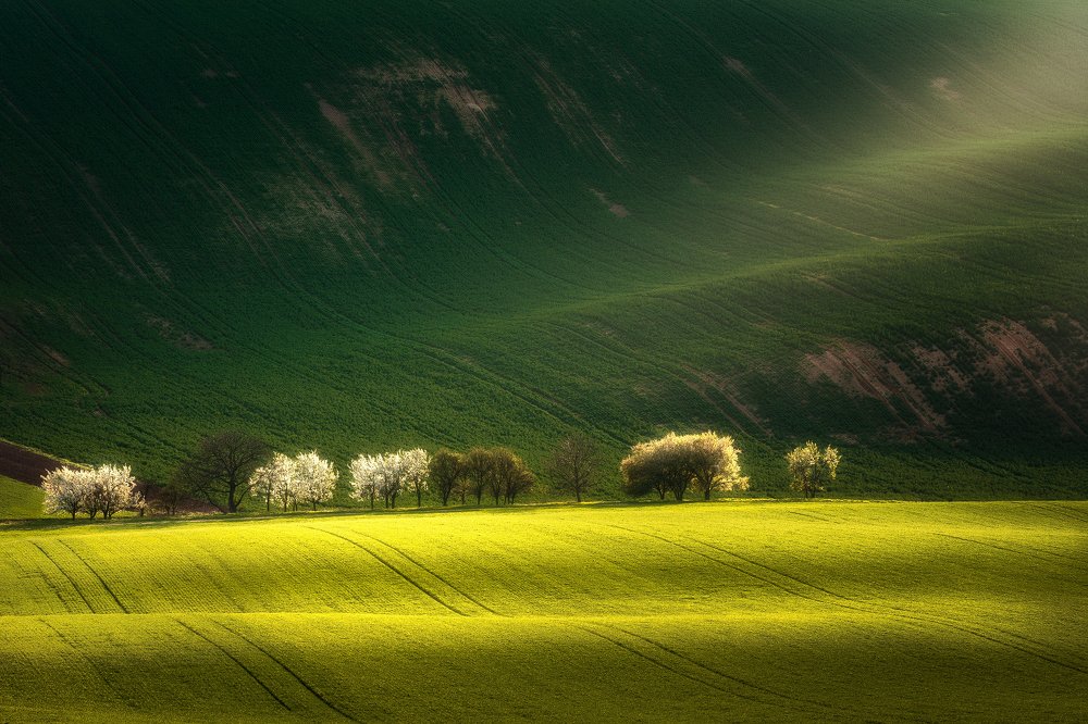 Springtime on Moravian fields