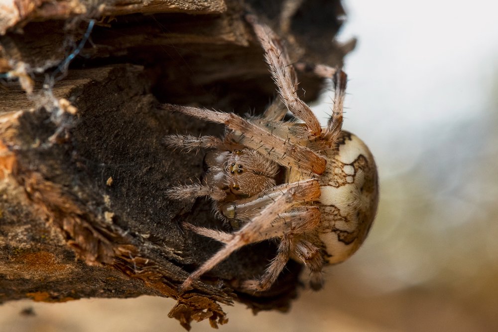 Araneus marmoreus Clerck