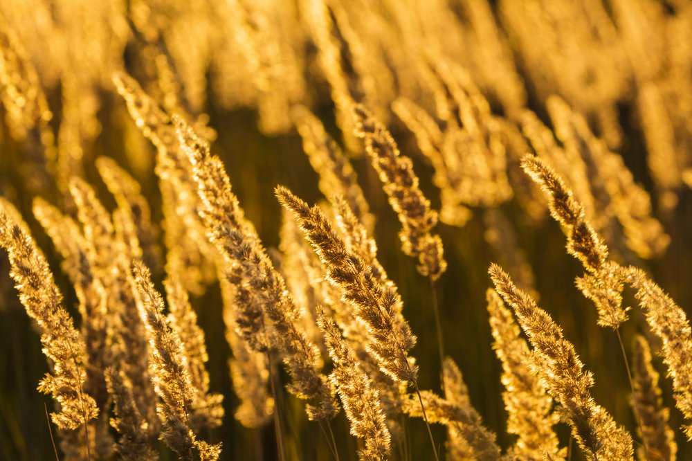 Фотография автора Андрей Серый