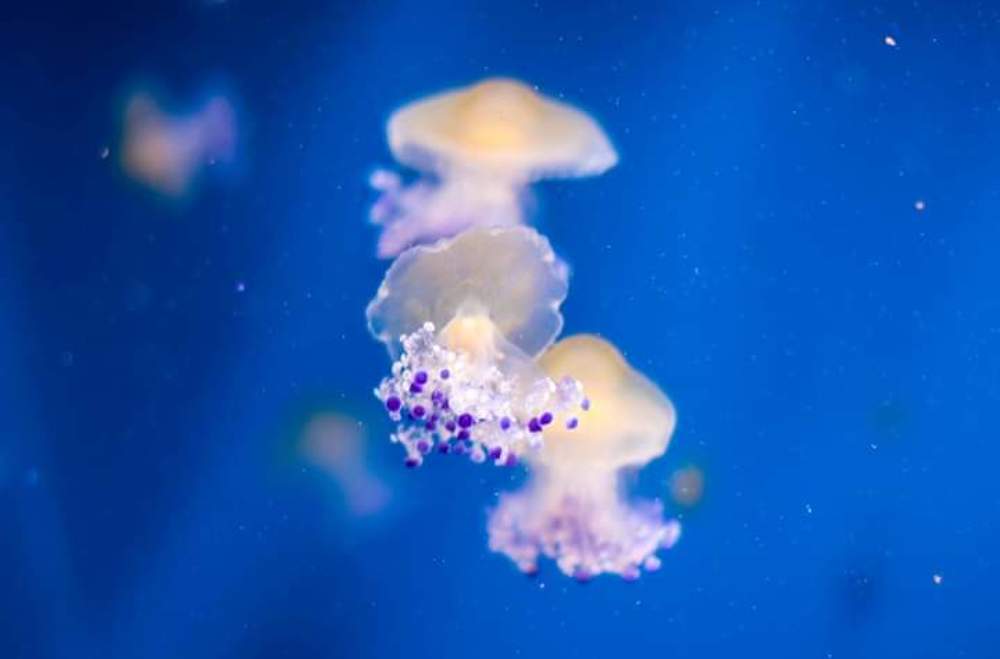 Photograph by Ana Lorena Gamboa