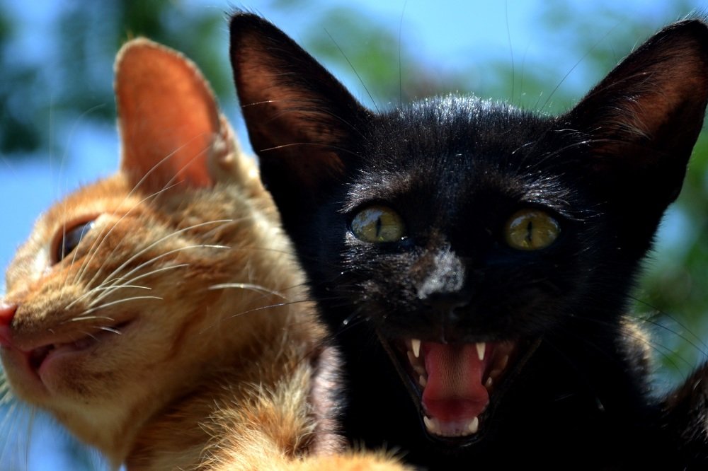 Фотография автора Yako Laverde