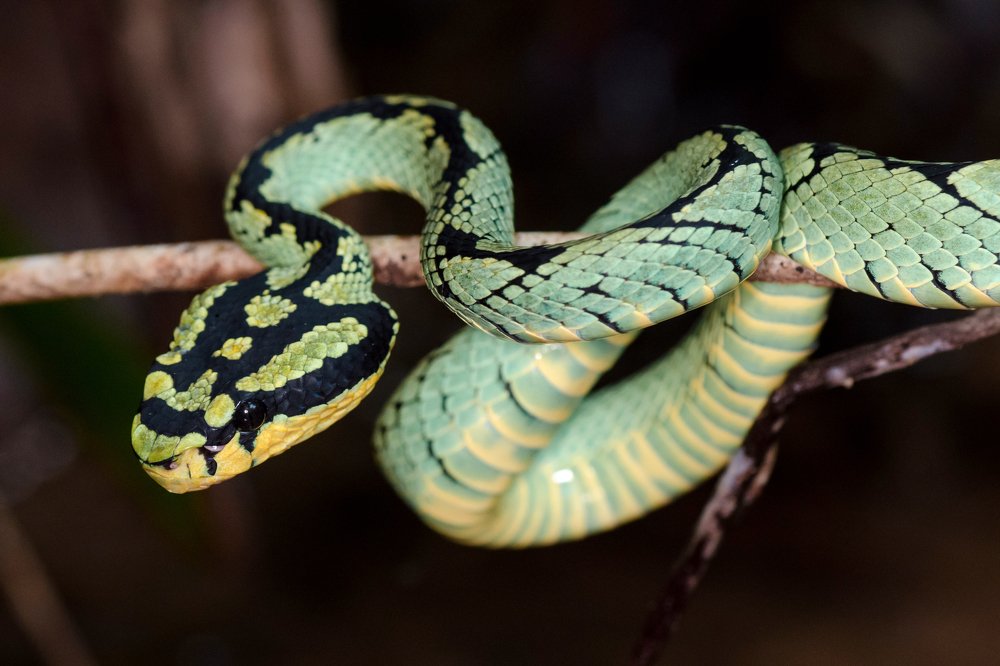 Green pit viper
