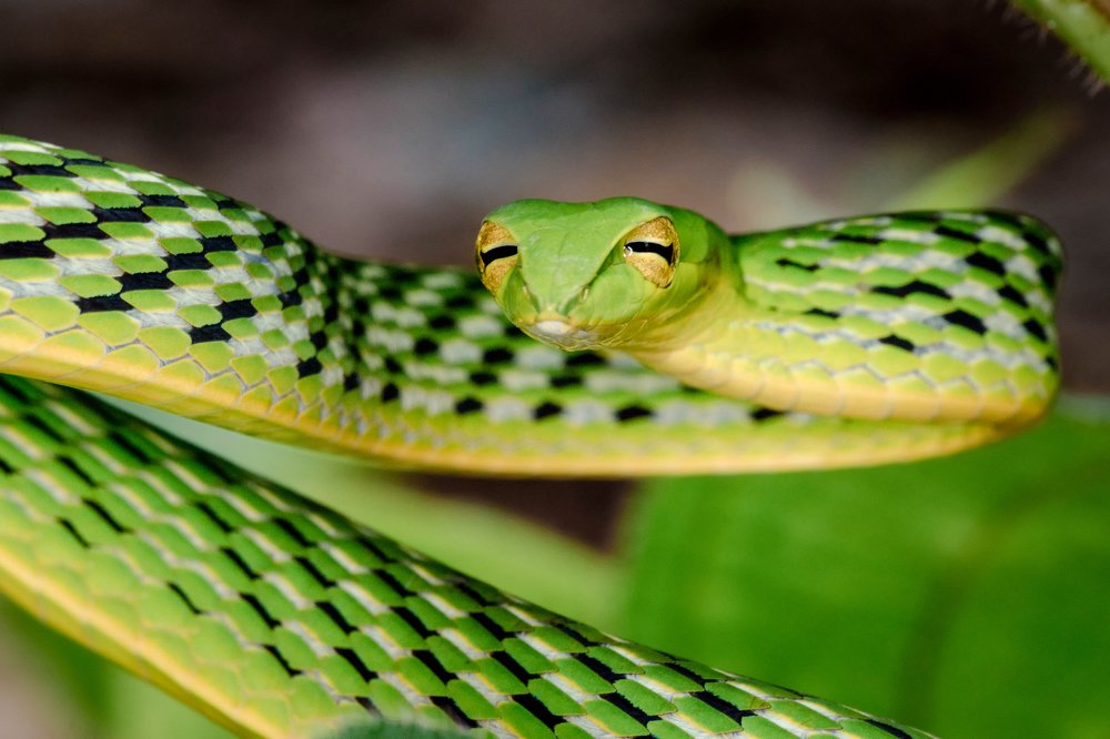 Green vine snake