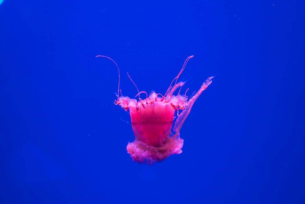 Photograph by Ana Lorena Gamboa