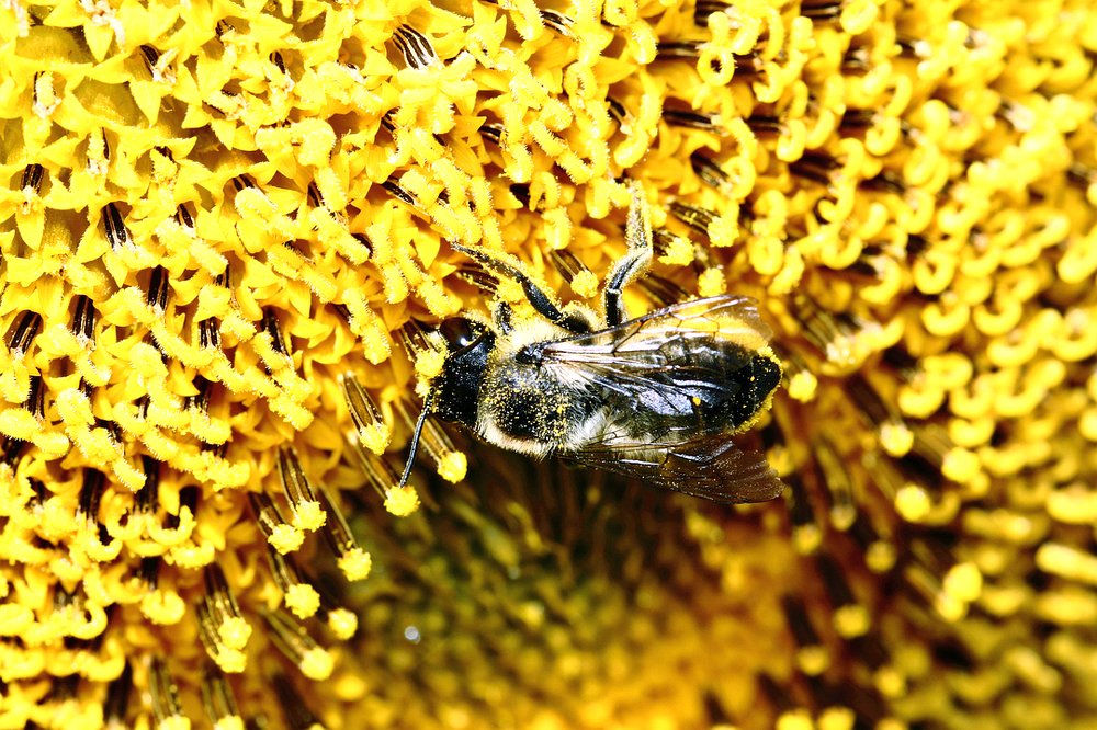 Пчелиный рай...