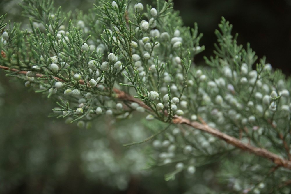 Photograph by Елена Терновая