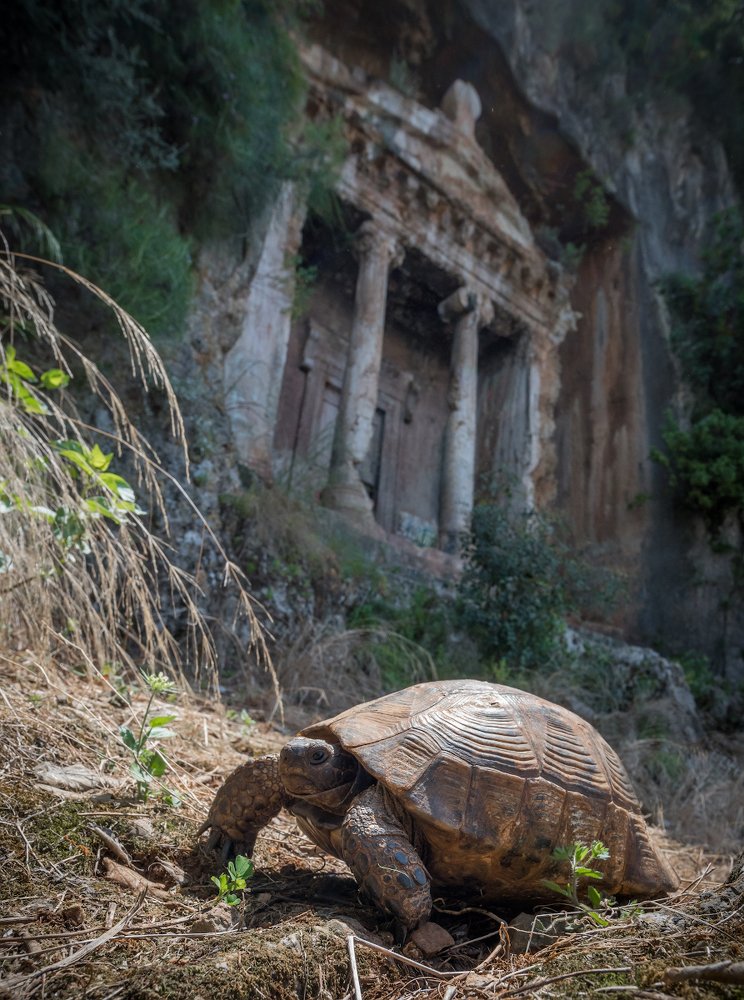 Черепаха у ликийской гробницы