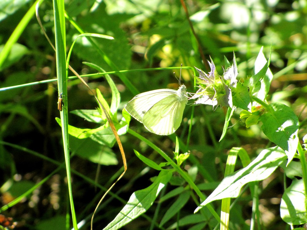 Photograph by Наталья