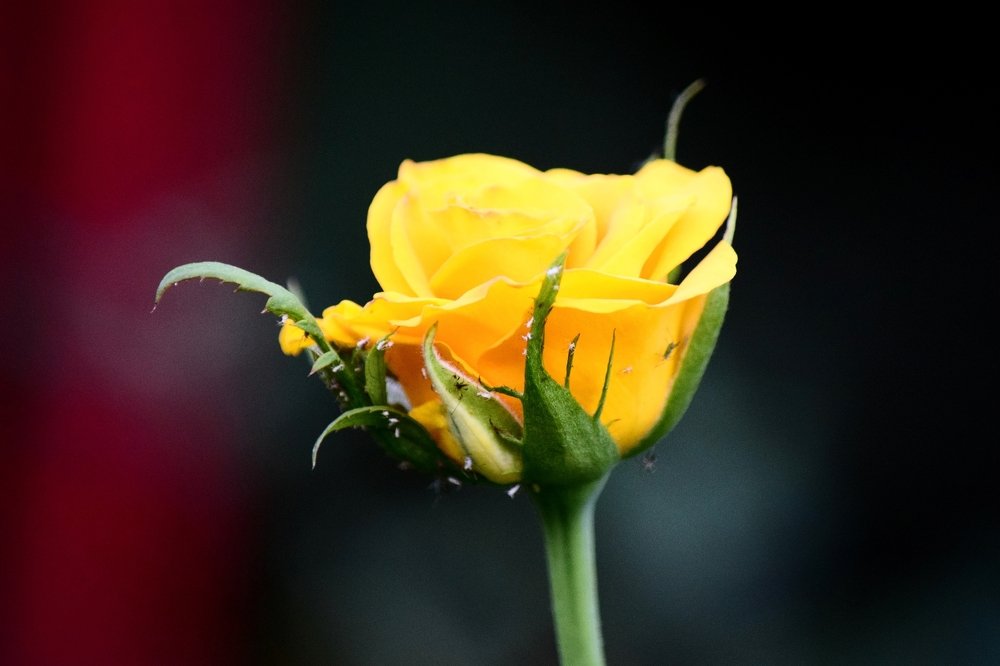 Фотография автора Альбина Хвастунова