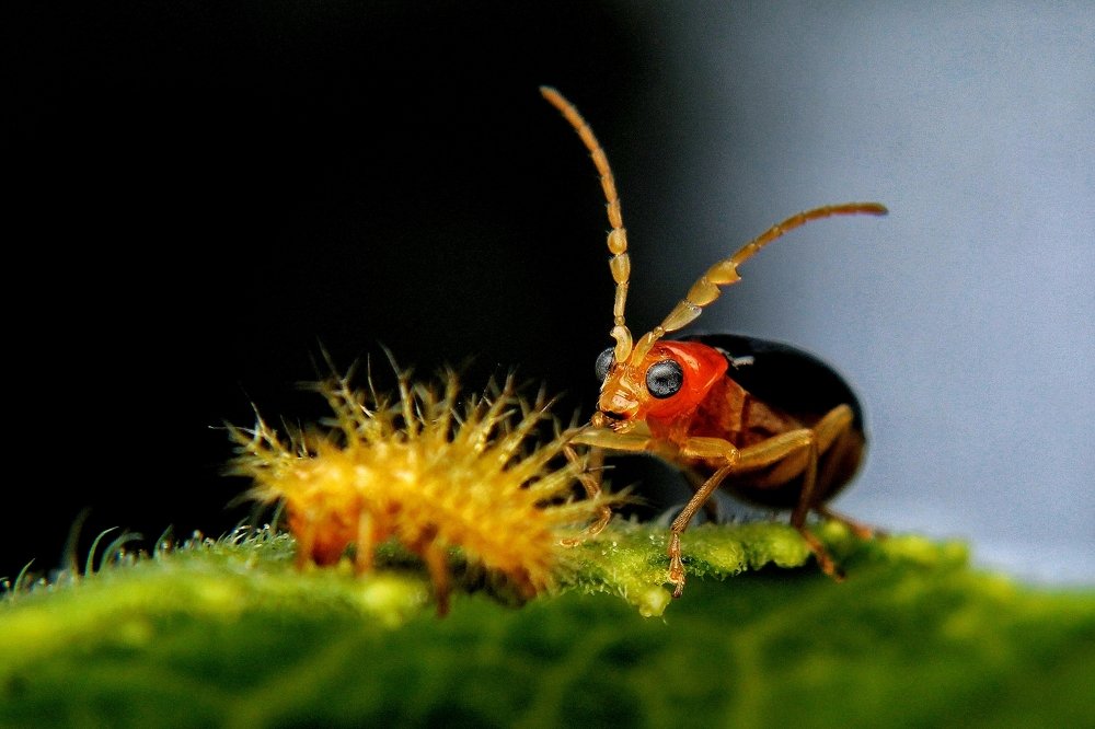 Photograph by Bidyut Kalita