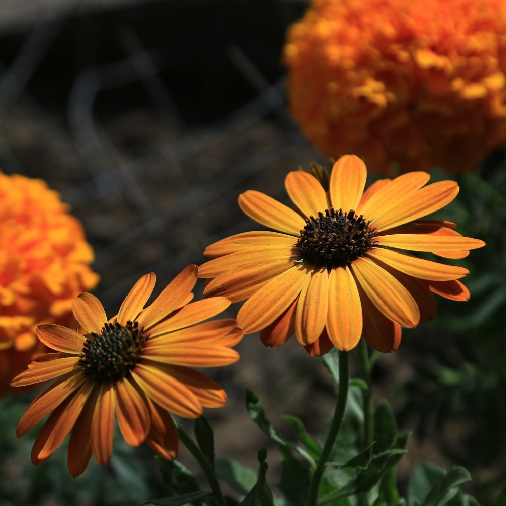 Photograph by Игорь Куленко