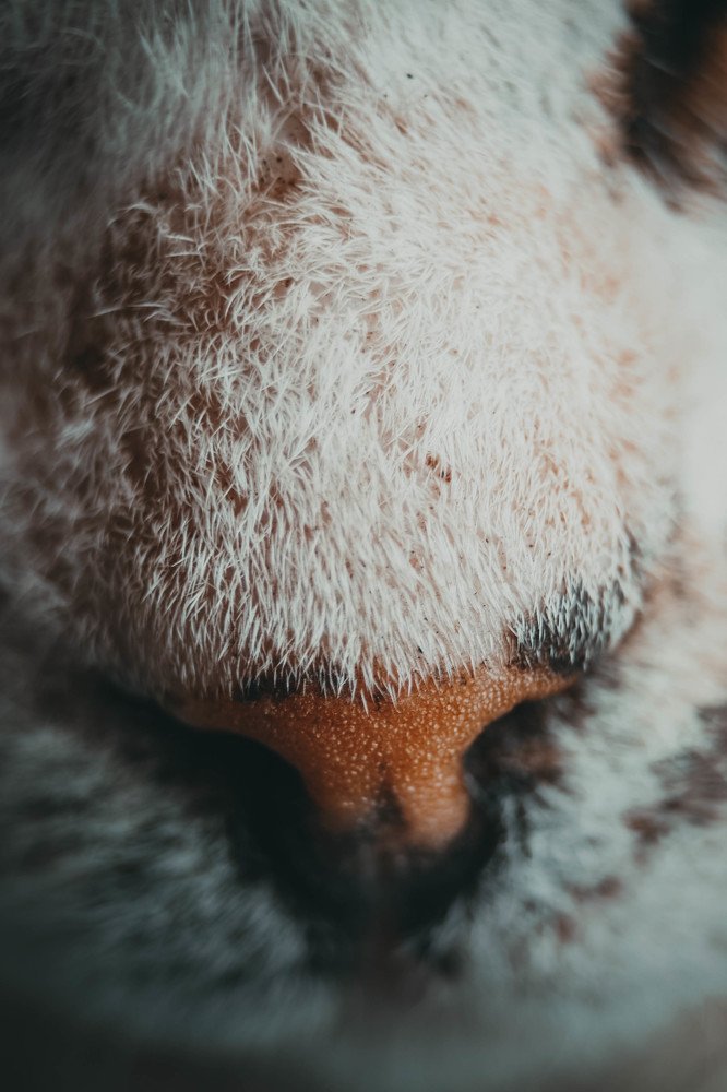 Photograph by Анастасия Чепурнова