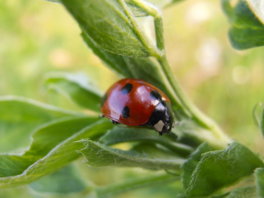 Red Ladybug  On Leaves