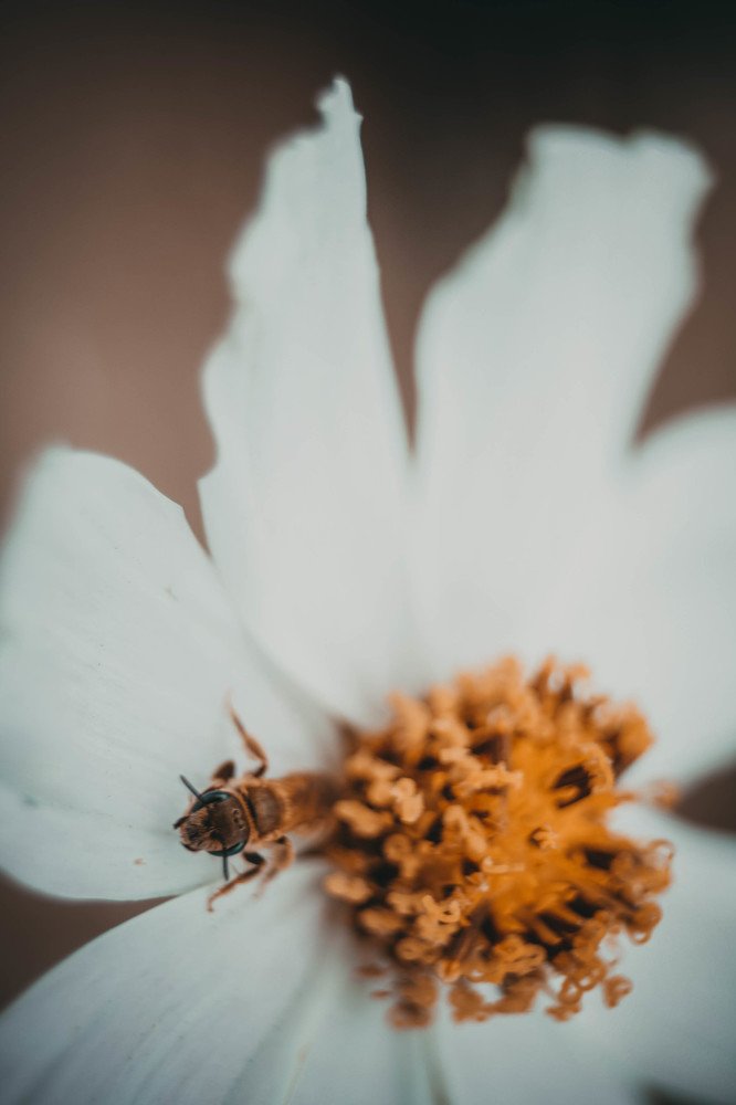 Photograph by Анастасия Чепурнова