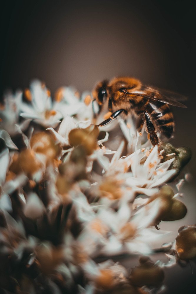 Photograph by Анастасия Чепурнова