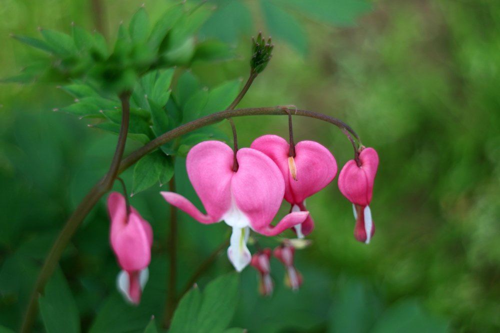 Pink Bleeding Hearts In The Garden