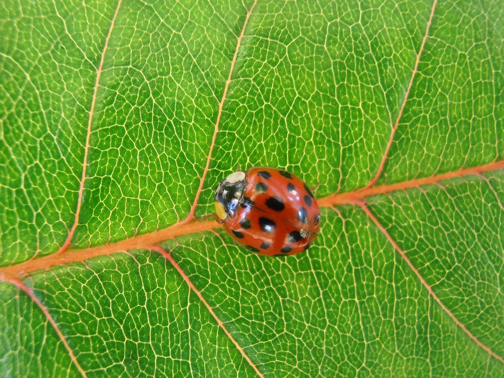 Red Ladybug On Green Leaf