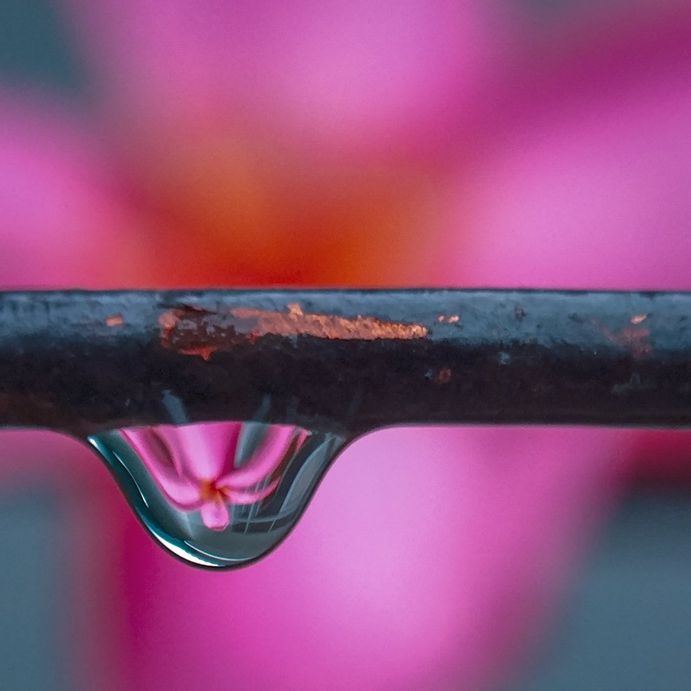 Frangipani flowers fall in the courtyard next to my door.