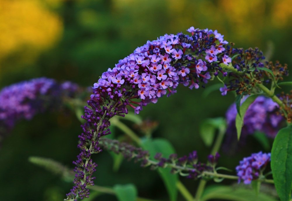 Photograph by Игорь Куленко