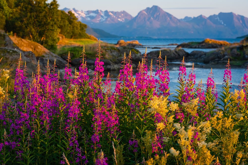 Фотография автора Татьяна Степанова