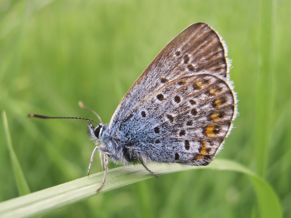 Butterfly Common Blue