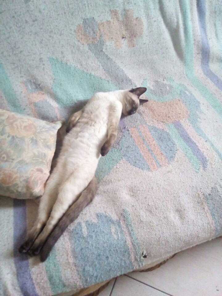 Um gato estranho