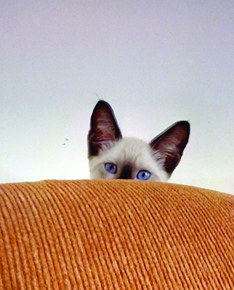 gatinho escondido