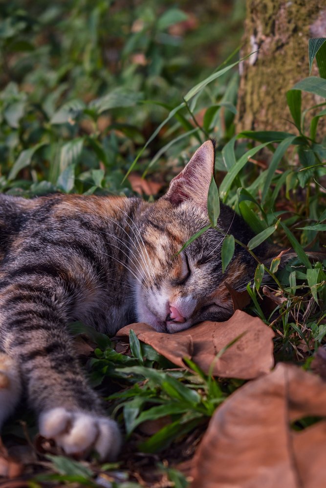 Sleeping Cat