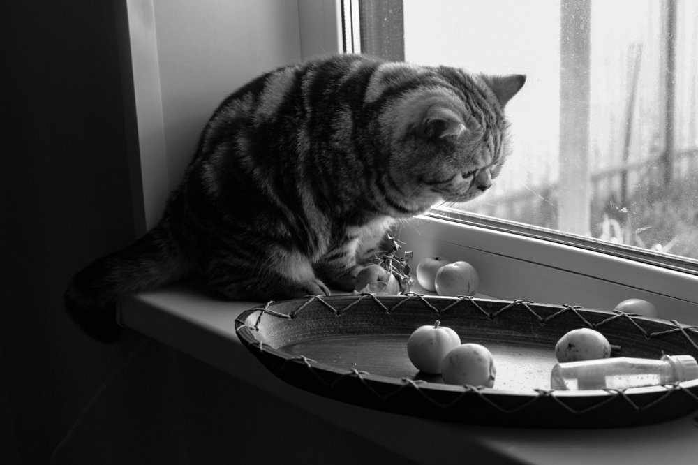 Любопытство