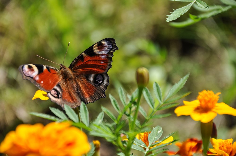 Photograph by Александр Дурасов