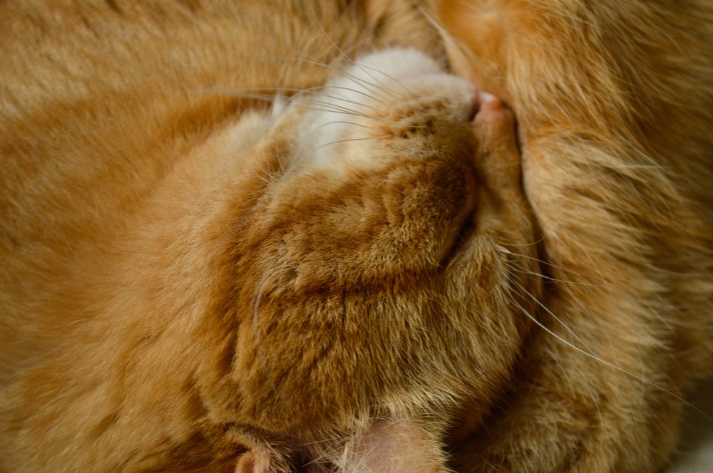 Photograph by Полина Журавлева