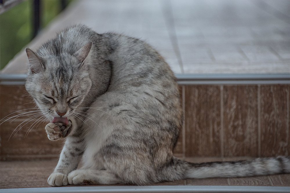 Photograph by Svetlana Milcheva