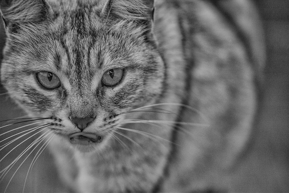 Photograph by Svetlana Milcheva