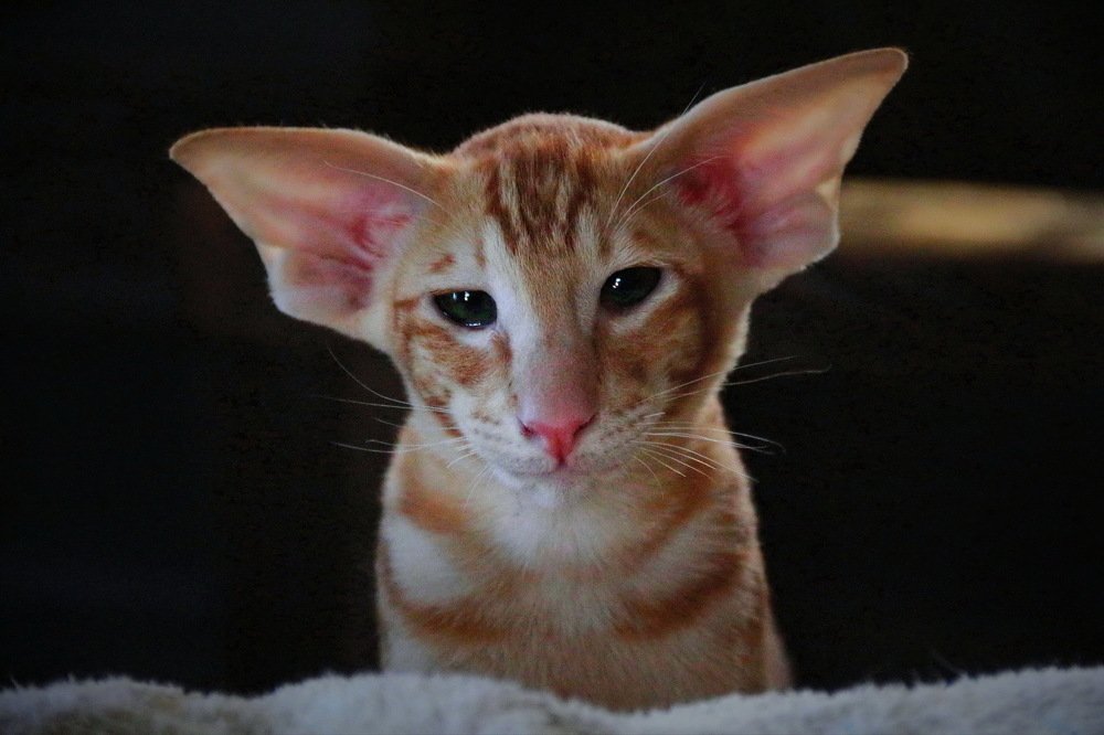 Photograph by Aleksandr Larionov