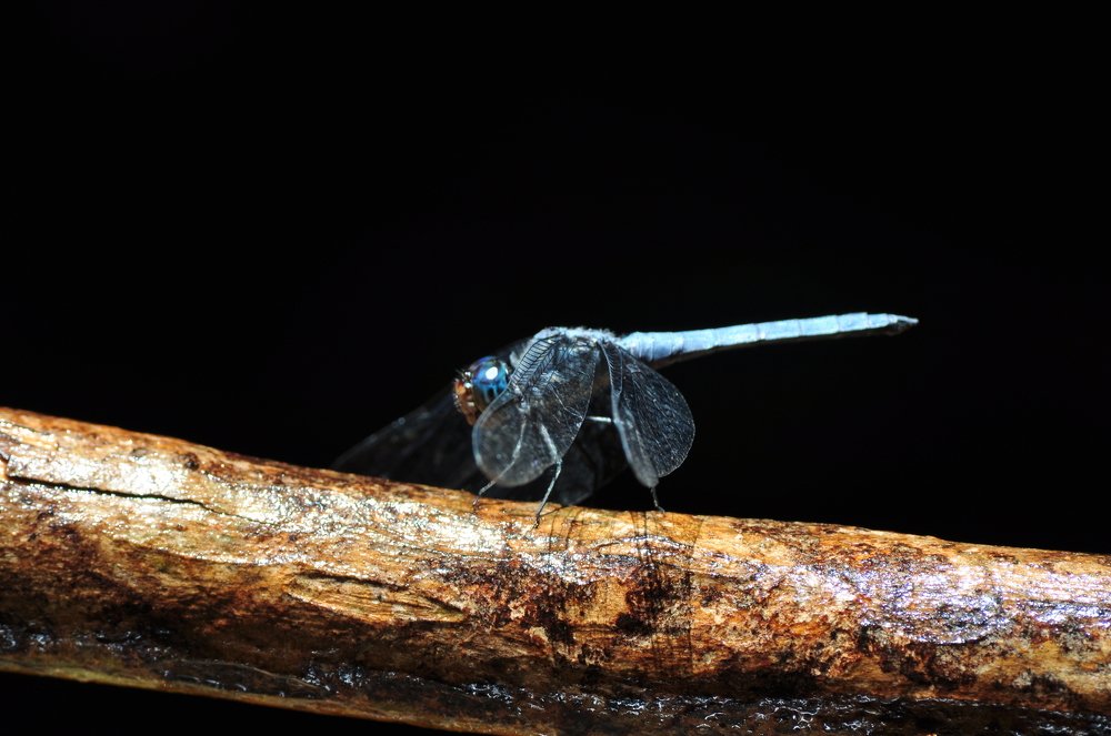 Photograph by stefanini alexis