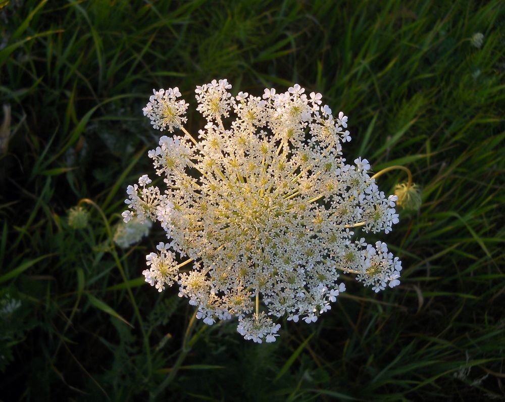 Photograph by Irina Dali