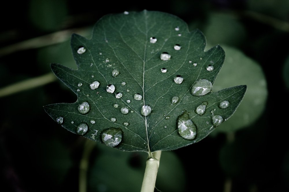 Photograph by Юлия Дейкун