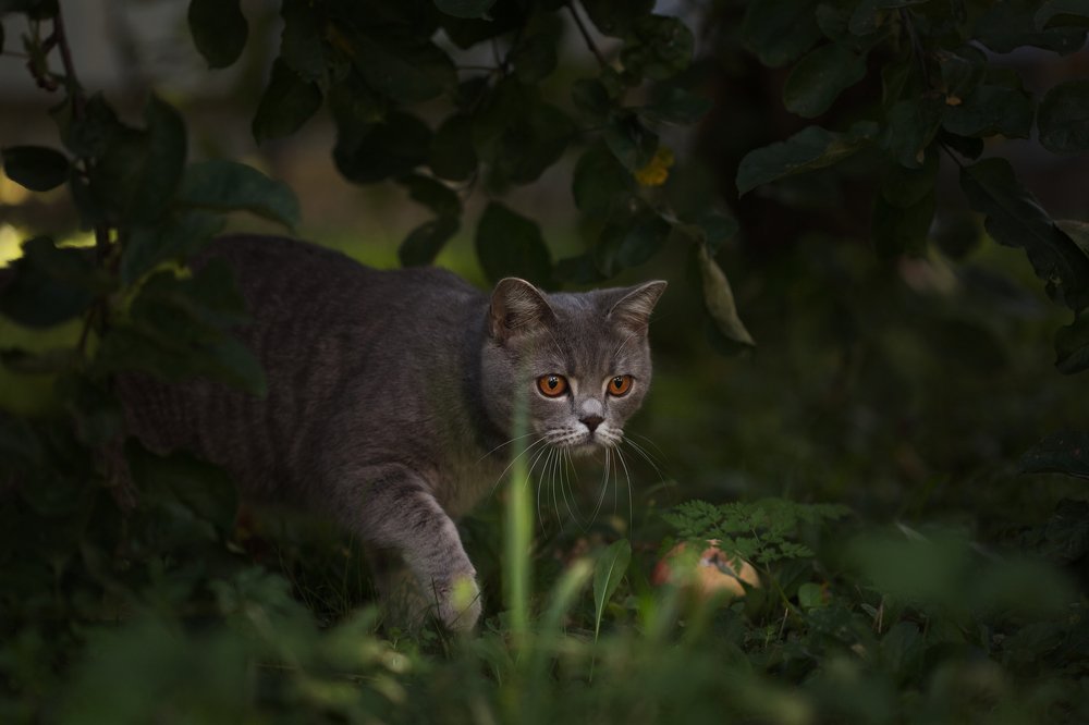 Photograph by Светлана Алексеева