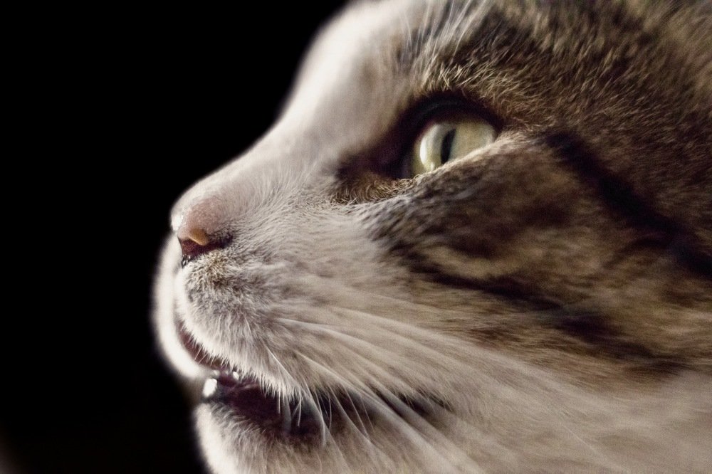 Photograph by Olga Thomas