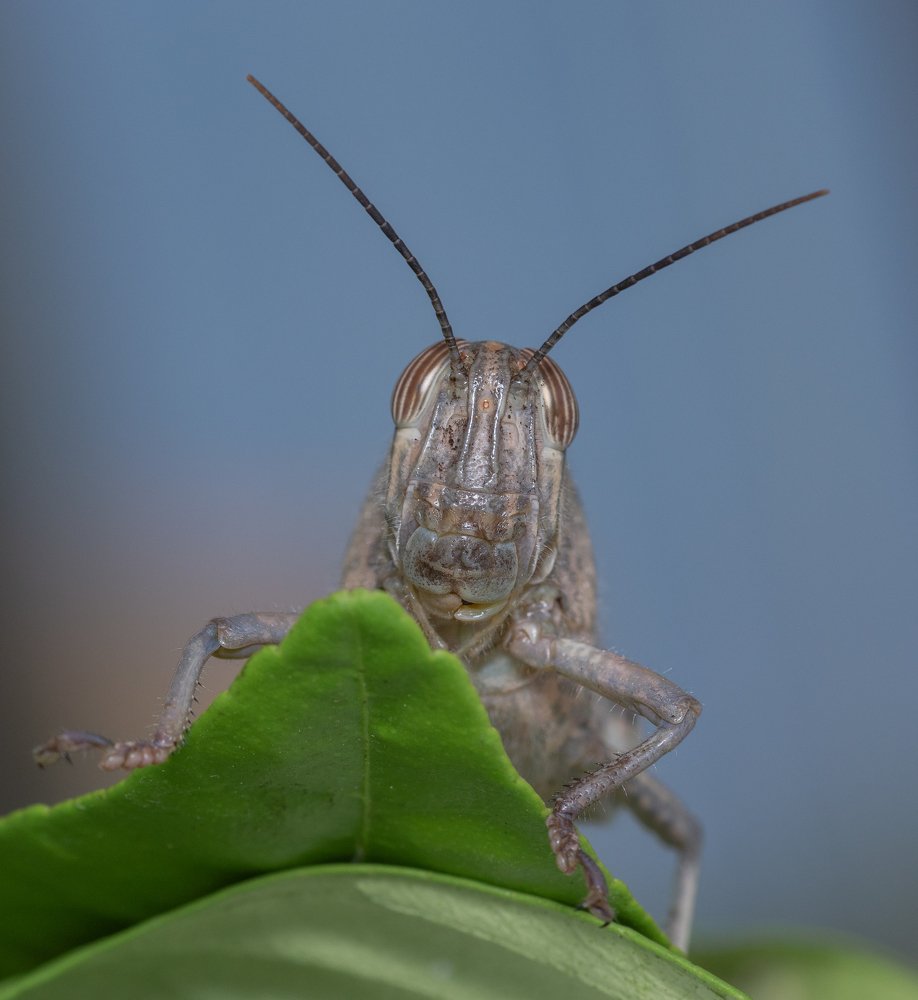 The portrait of Mr.Grashopper