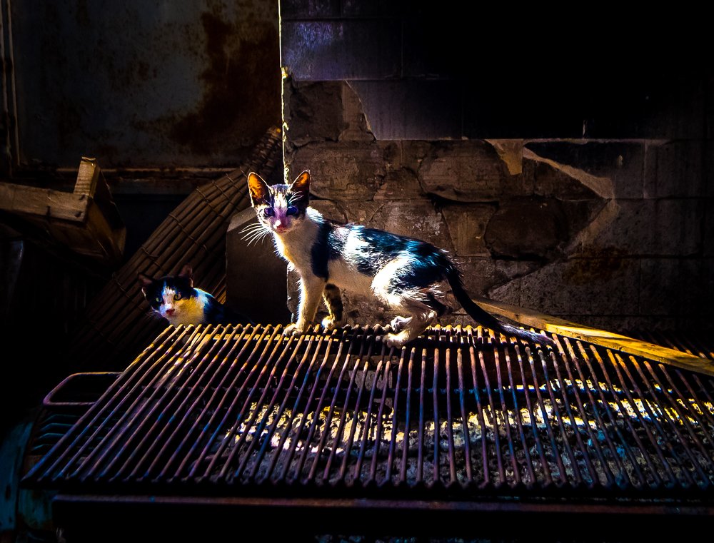 Фотография автора Maurice Leung