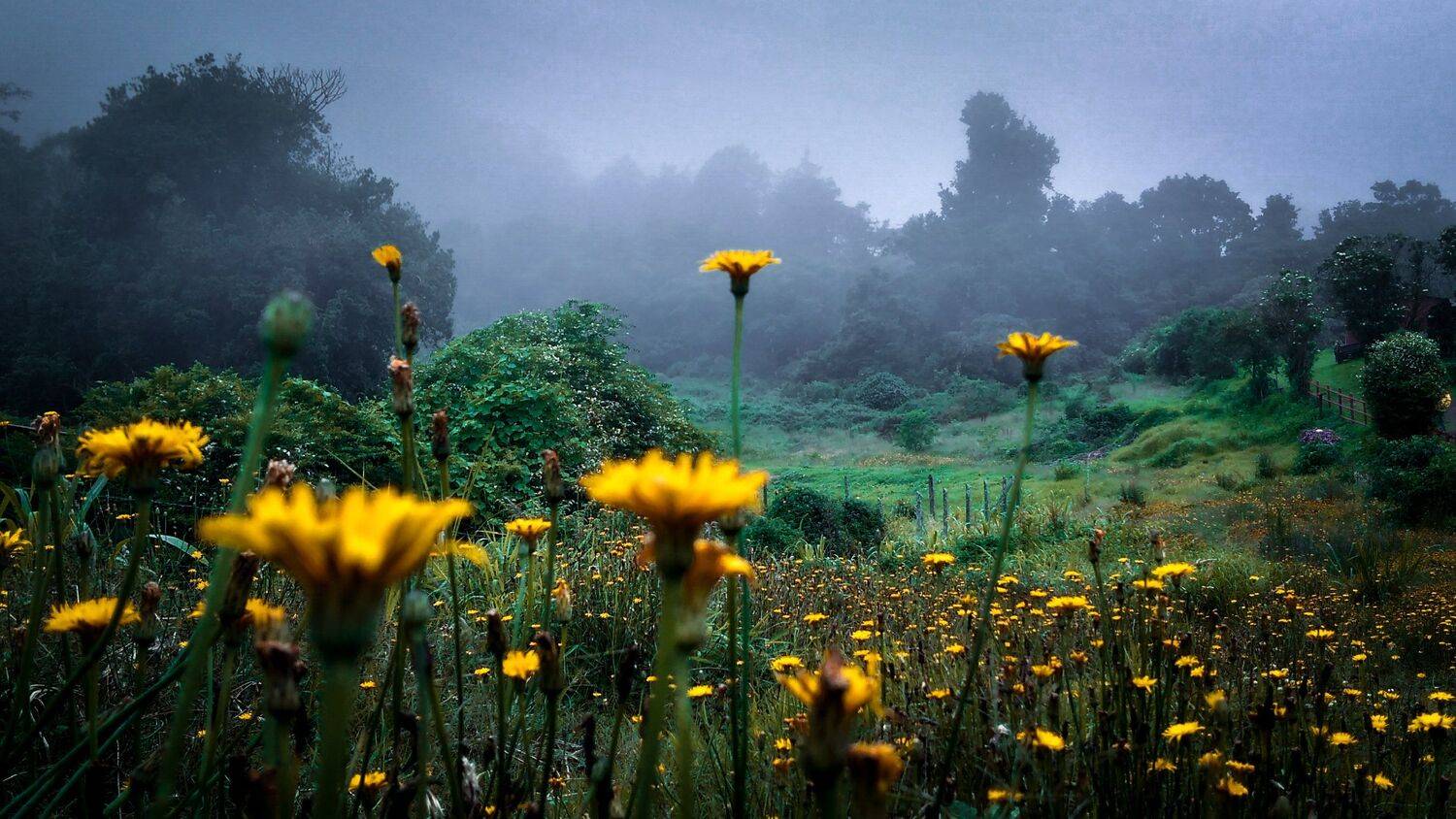 mysterious landscape