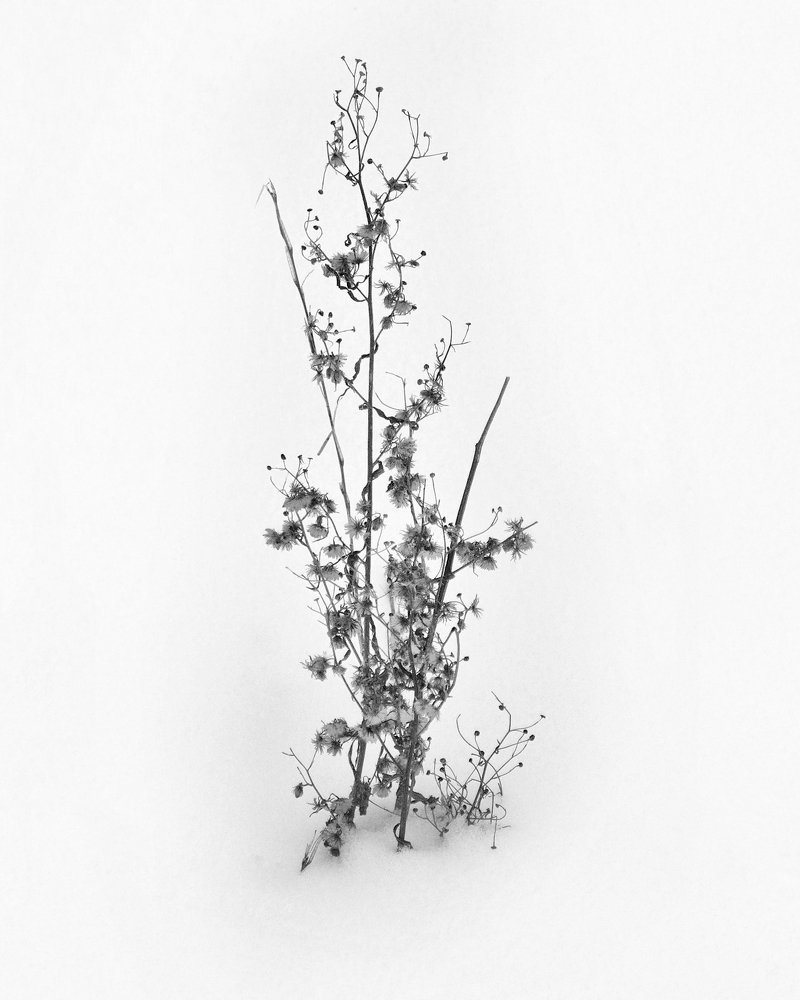 Photograph by Роман Калачёв