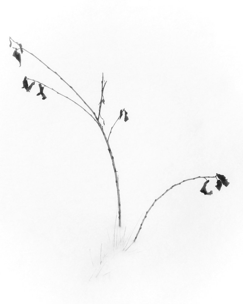 Photograph by Роман Калачёв