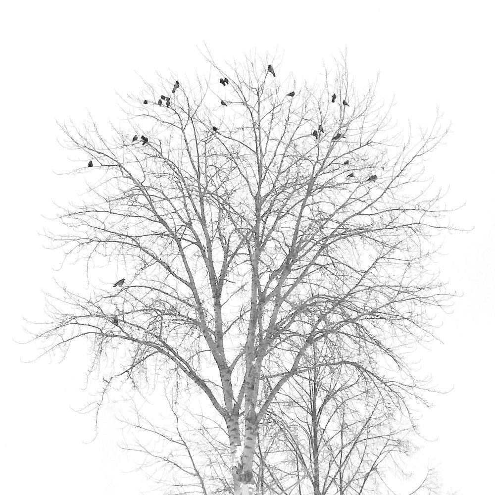 Photograph by Роман Калачёв