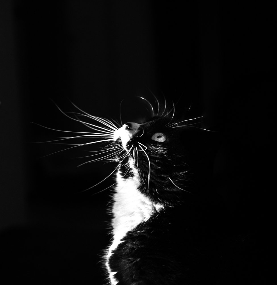 Котик Дарси