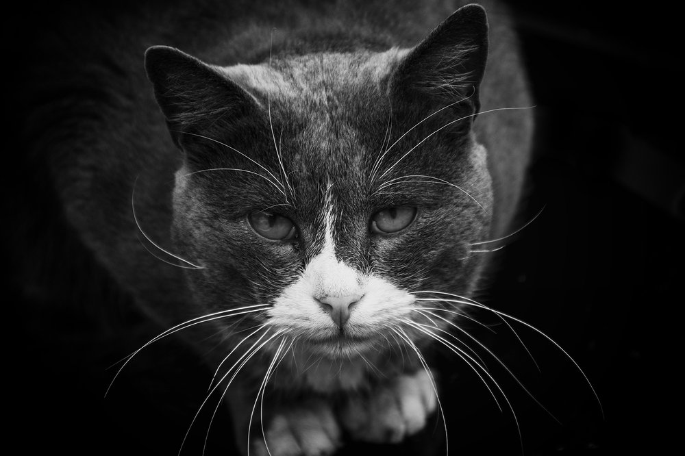 Photograph by Kostas Rammos