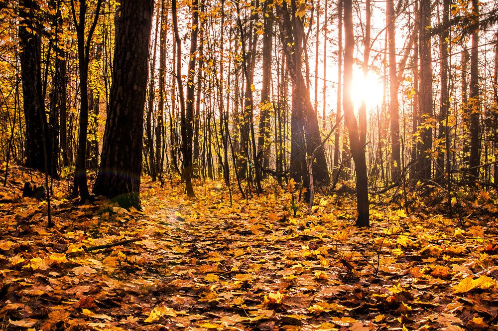 Photograph by Борис Саватюгин