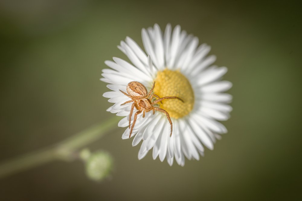Photograph by Анастасия Петрова