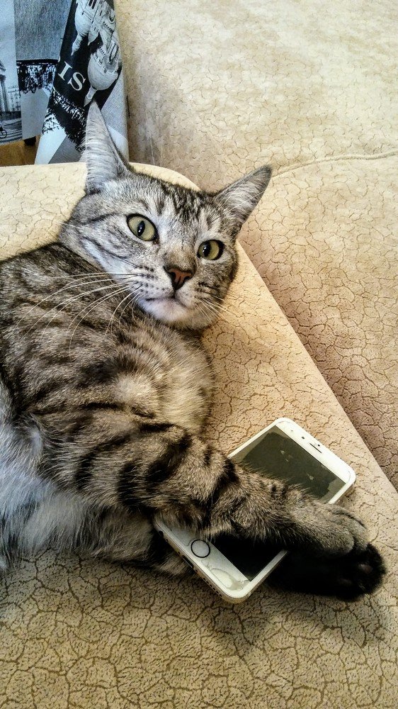 Локи...отвлёкся от мобильника на минутку.